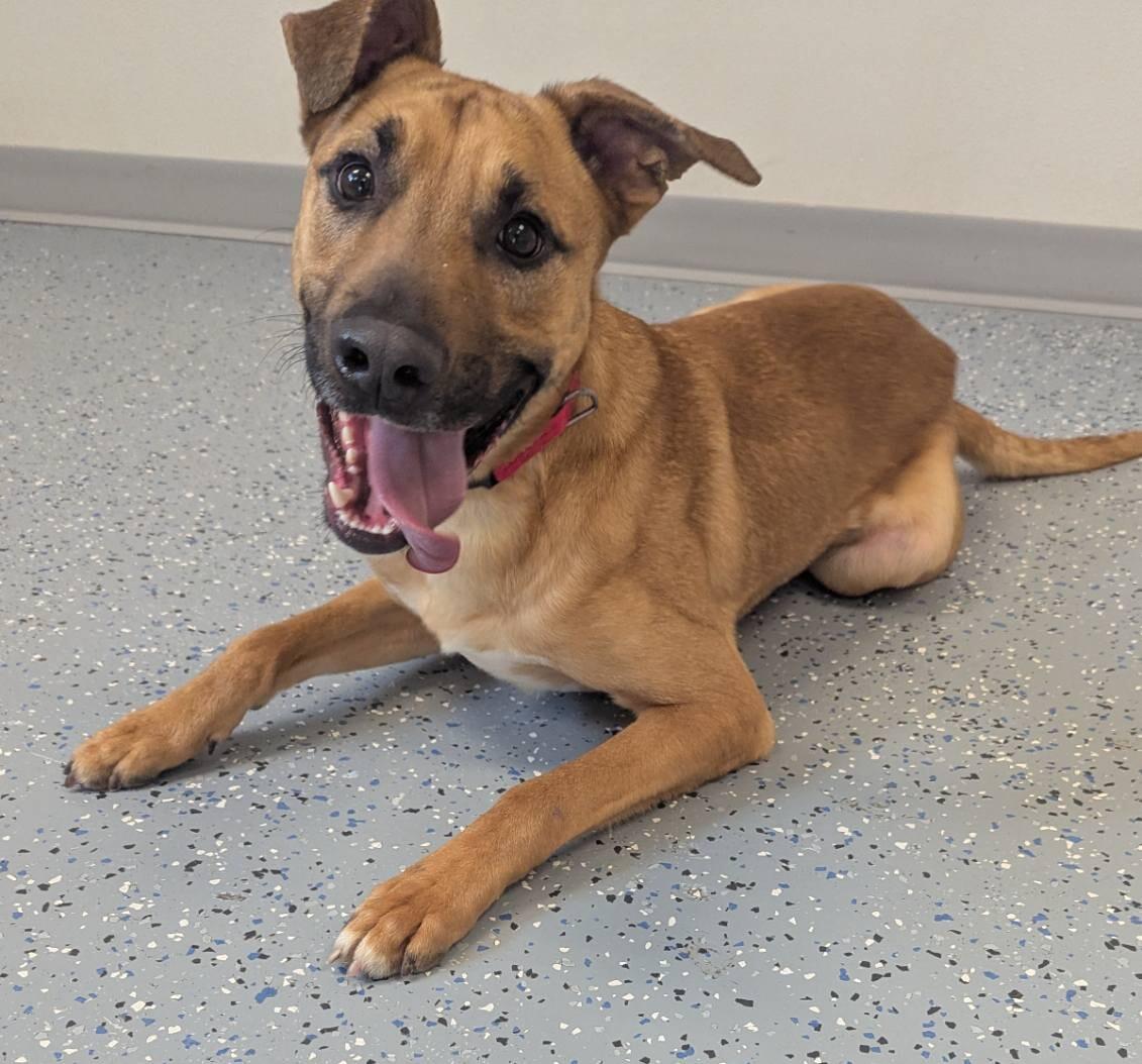 Levi, a Adoptable mixed breed in Yankton, SD image 1/6