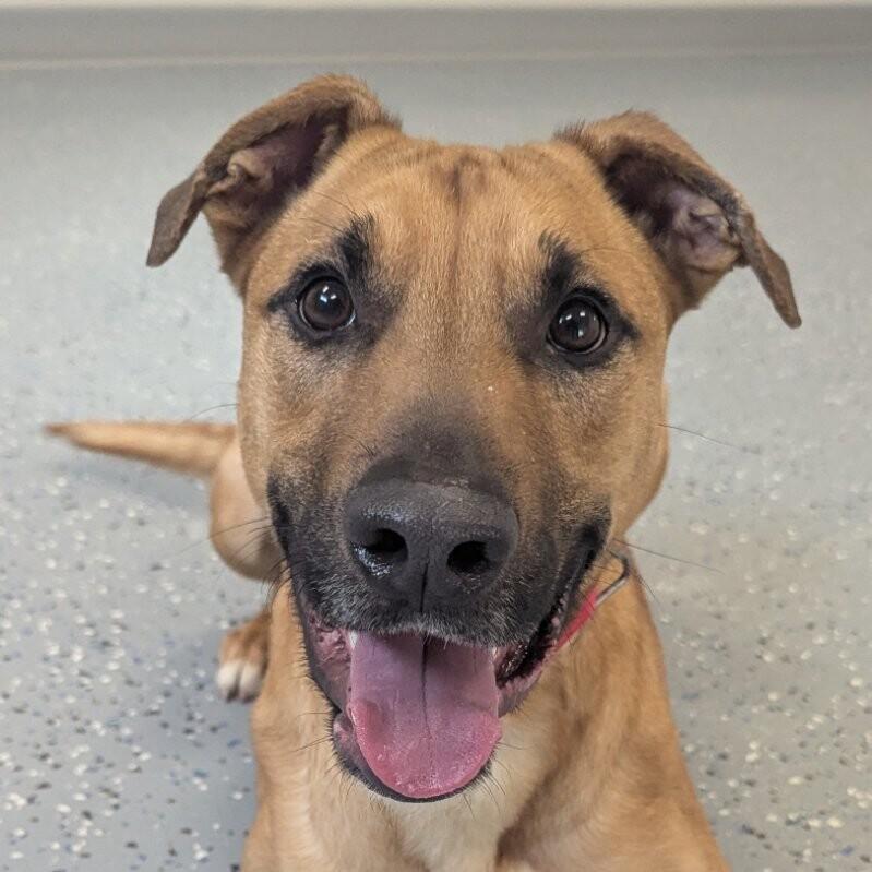 Levi, a Adoptable mixed breed in Yankton, SD image 2/6