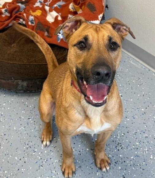 Levi, a Adoptable mixed breed in Yankton, SD image 3/6