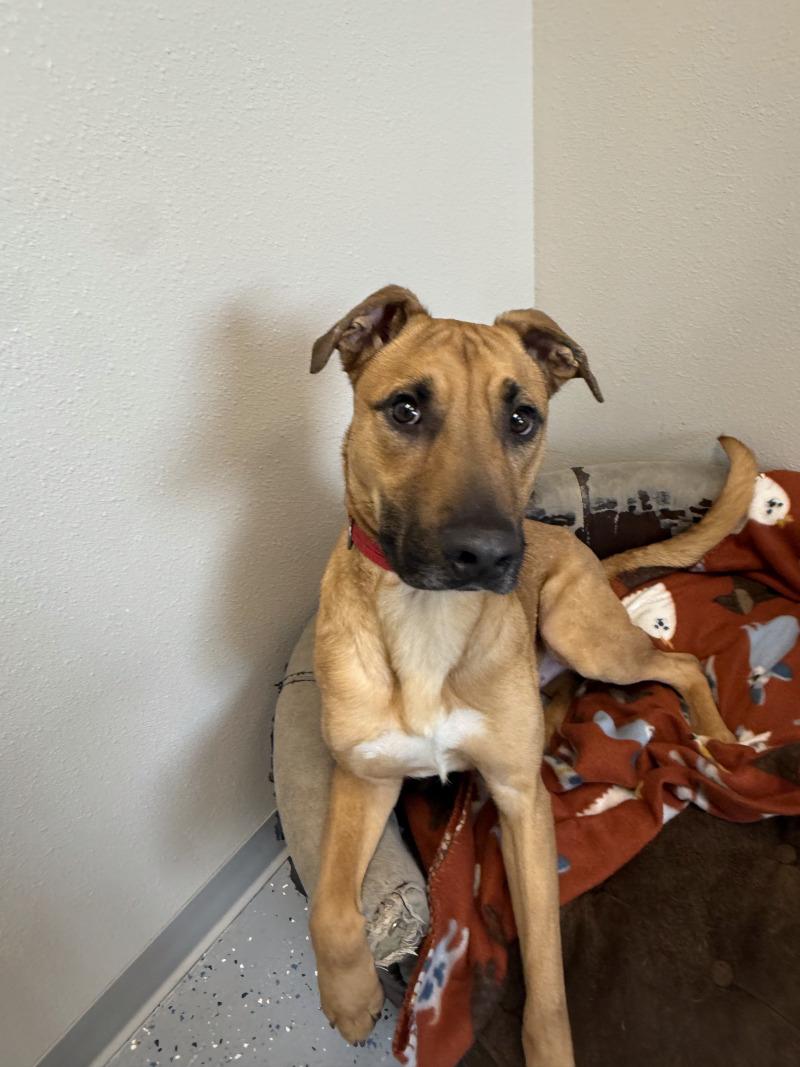 Levi, a Adoptable mixed breed in Yankton, SD image 4/6