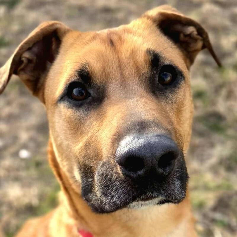 Enlarge Levi, a Adoptable mixed breed in Yankton, SD image 5/6