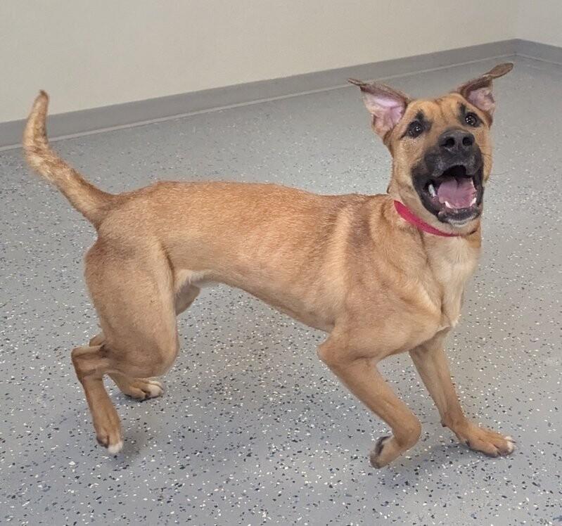 Levi, a Adoptable mixed breed in Yankton, SD image 5/6