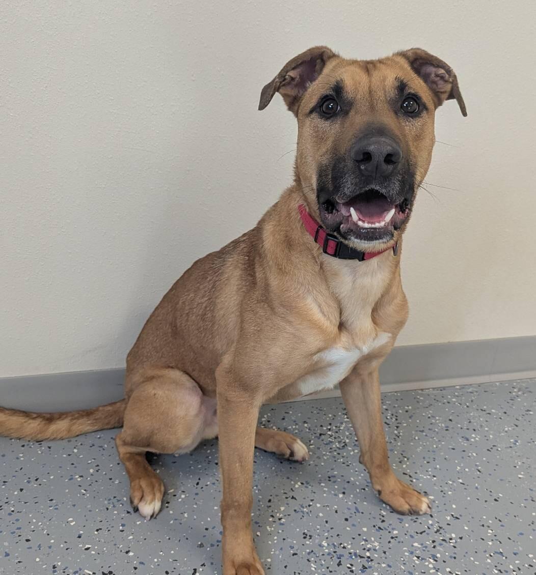 Levi, a Adoptable mixed breed in Yankton, SD image 6/6