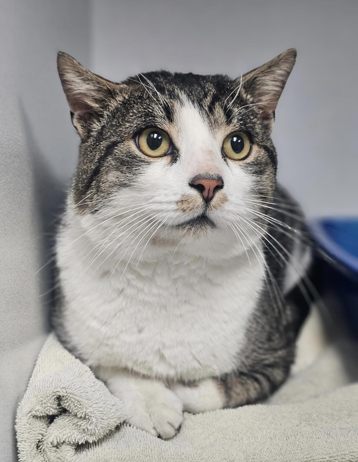 Forklift , adopted, Adult Male Domestic Short Hair.