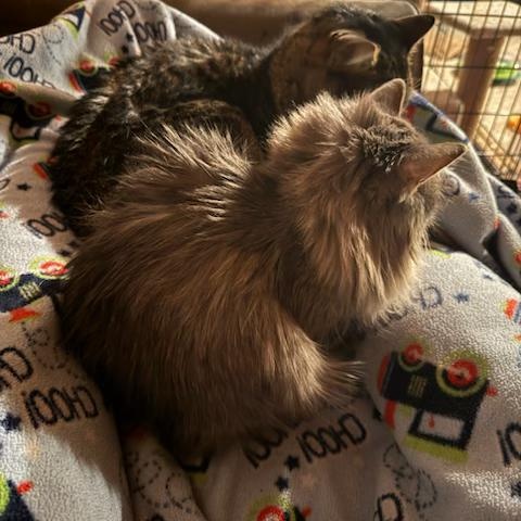 Enlarge Biggie (Bonded with Freya), an adopted mixed breed in Shakopee, MN image 4/5