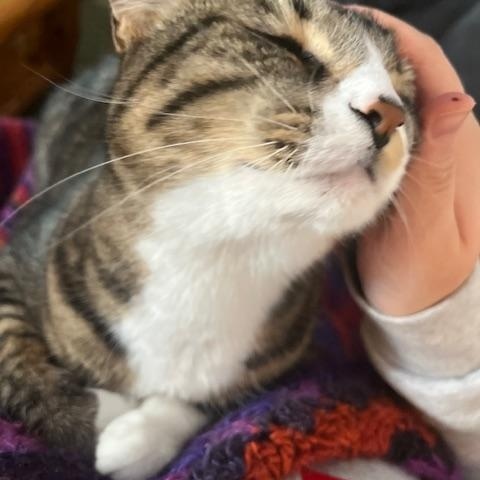 Enlarge Biggie (Bonded with Freya), an adopted mixed breed in Shakopee, MN image 2/5