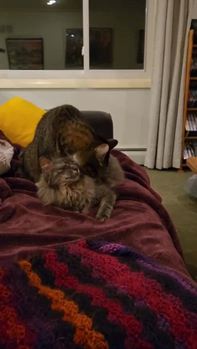 Enlarge Biggie (Bonded with Freya), an adopted mixed breed in Shakopee, MN video 3/5