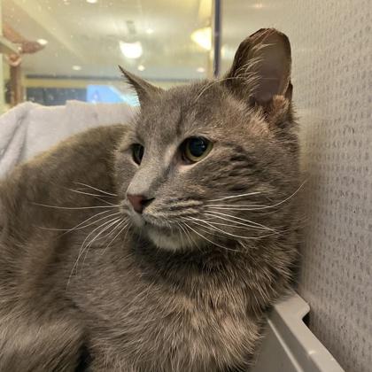 Koala, Adoptable, Adult Male Domestic Short Hair.