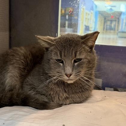 Koala, Adoptable, Adult Male Domestic Short Hair.