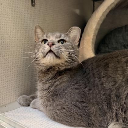 Enlarge Koala, a Adoptable mixed breed in Richmond, VA image 1/2