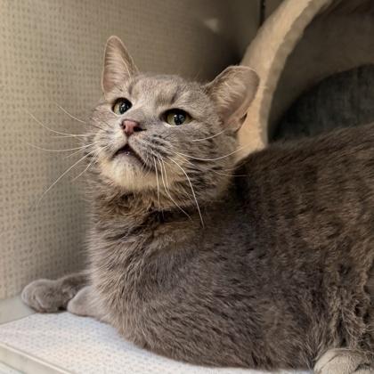 Enlarge Koala, a Adoptable mixed breed in Richmond, VA image 2/2