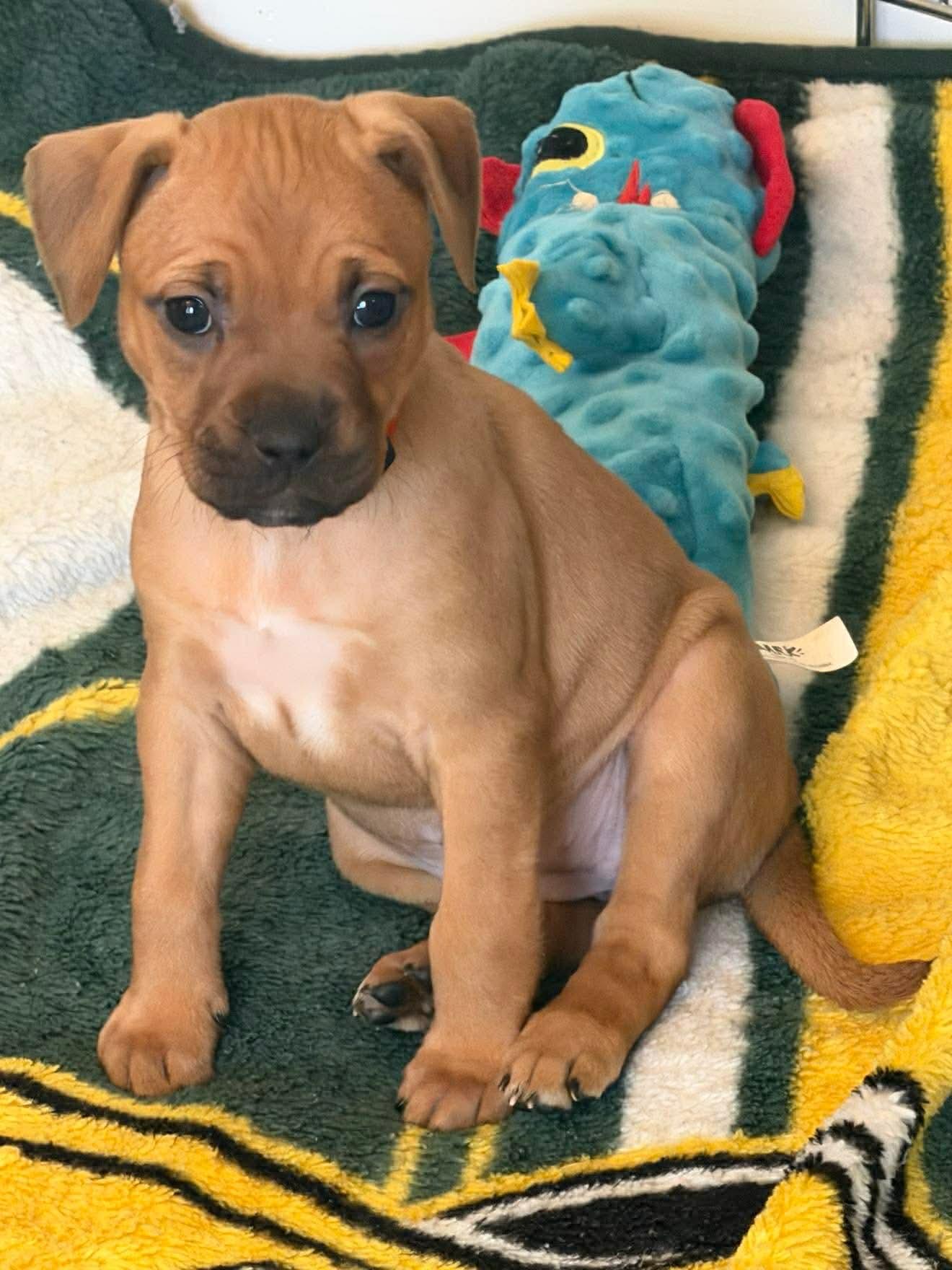 Enlarge Anna Beth, a ADOPTABLE mixed breed in Aberdeen, NC image 2/2