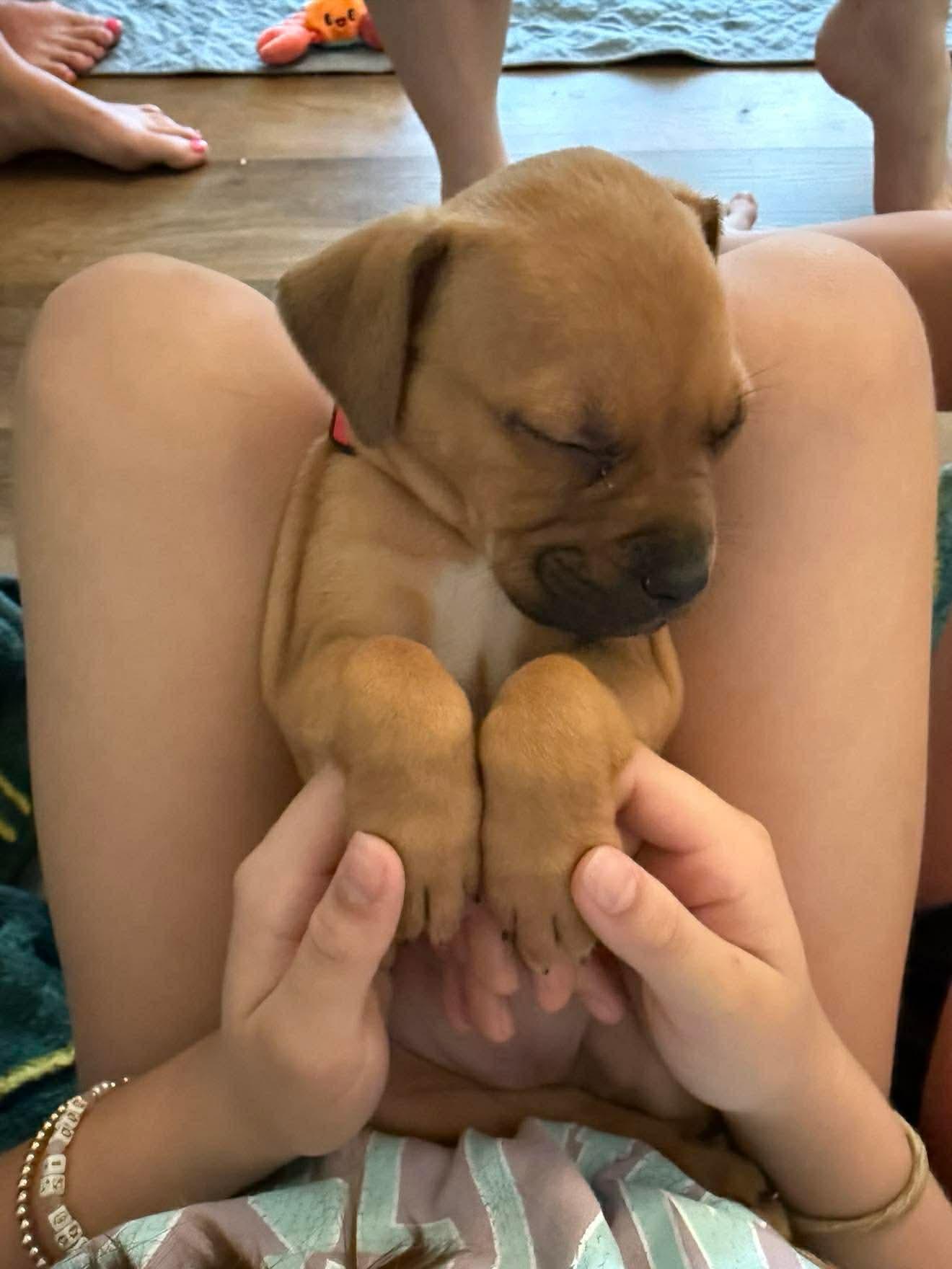 Anna Beth, ADOPTABLE, Puppy Female Boxer & Mountain Cur.