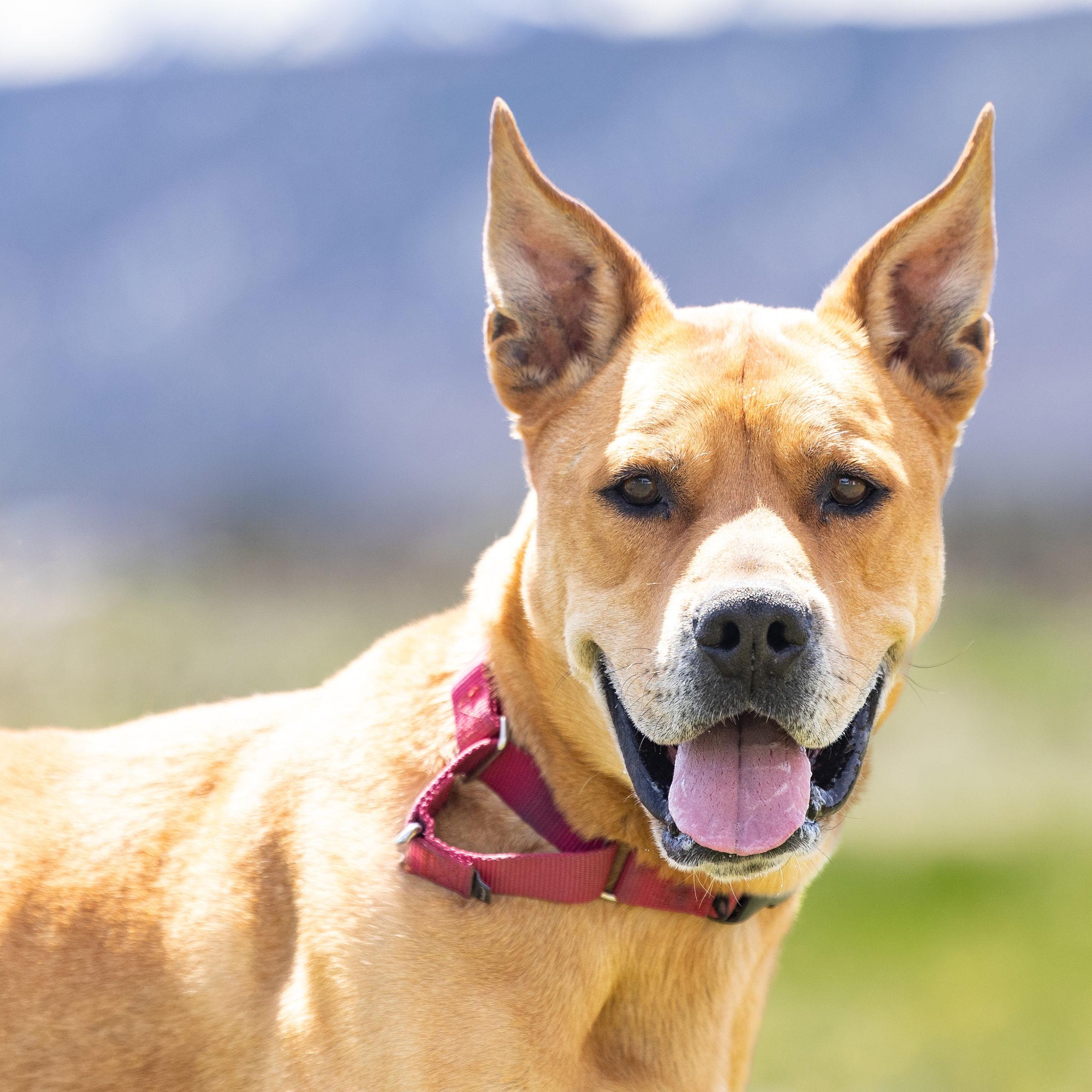 Rocko , ADOPTABLE, Senior Male Mixed Breed.