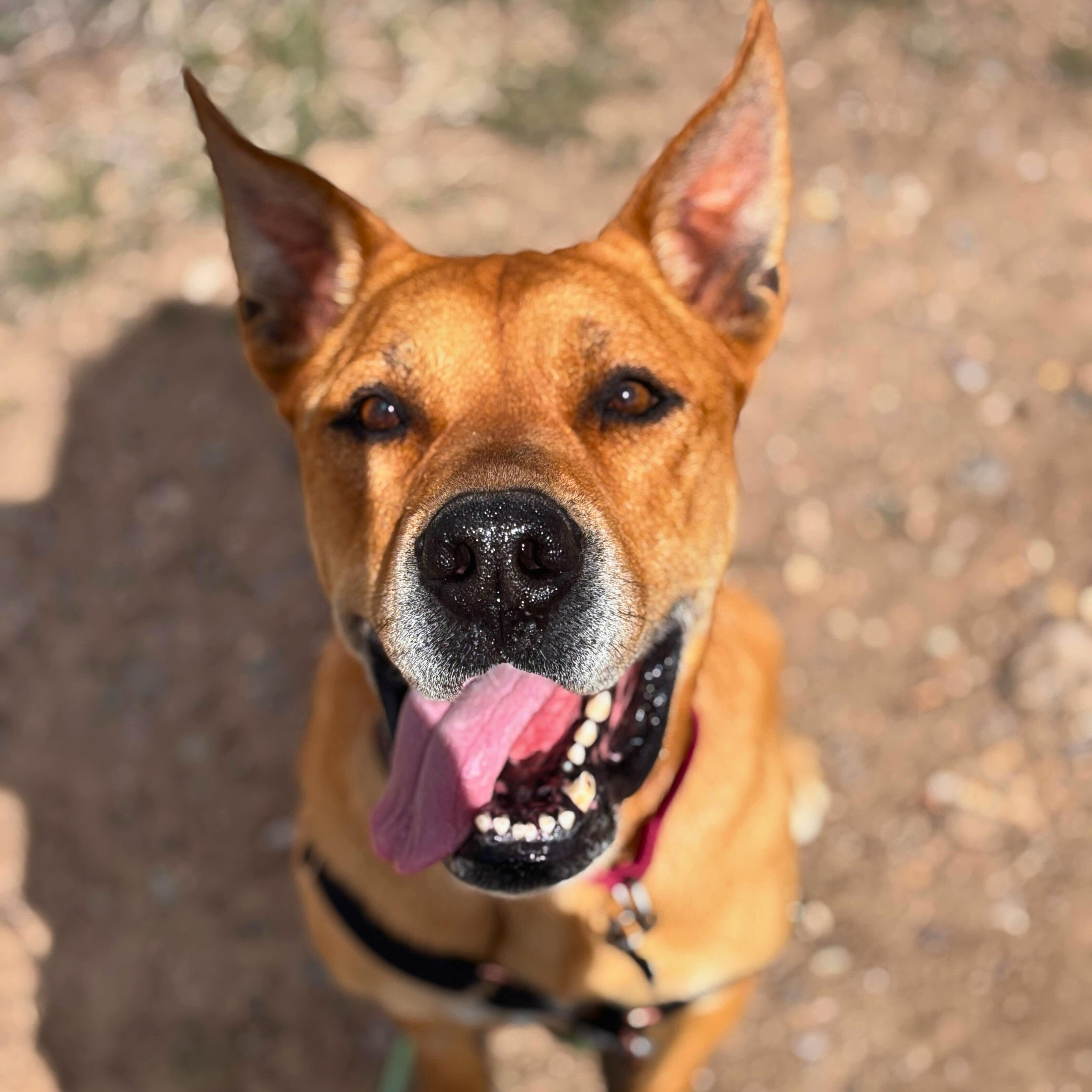 Enlarge Rocko , a ADOPTABLE mixed breed in Ridgway, CO image 2/6