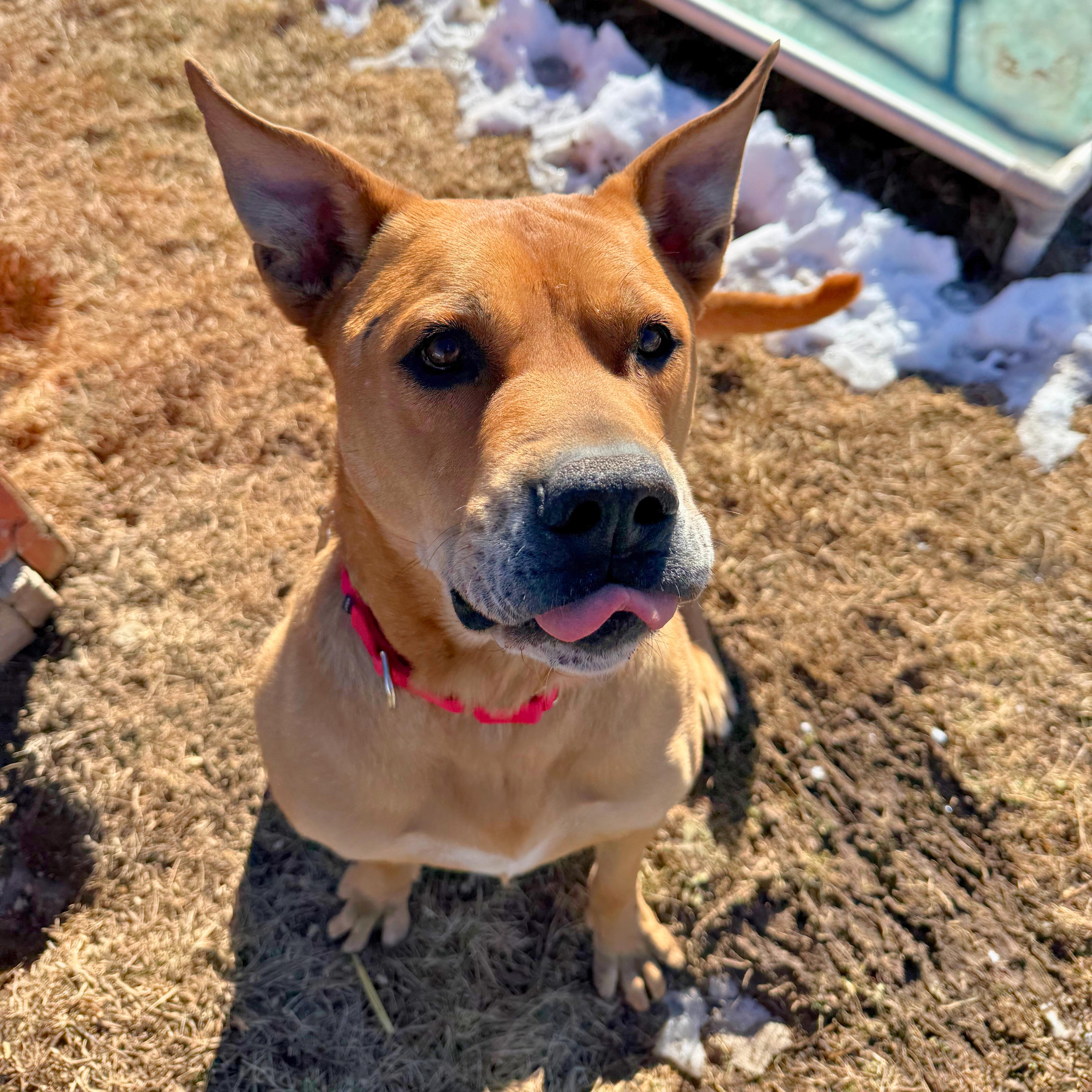 Enlarge Rocko , a ADOPTABLE mixed breed in Ridgway, CO image 4/6