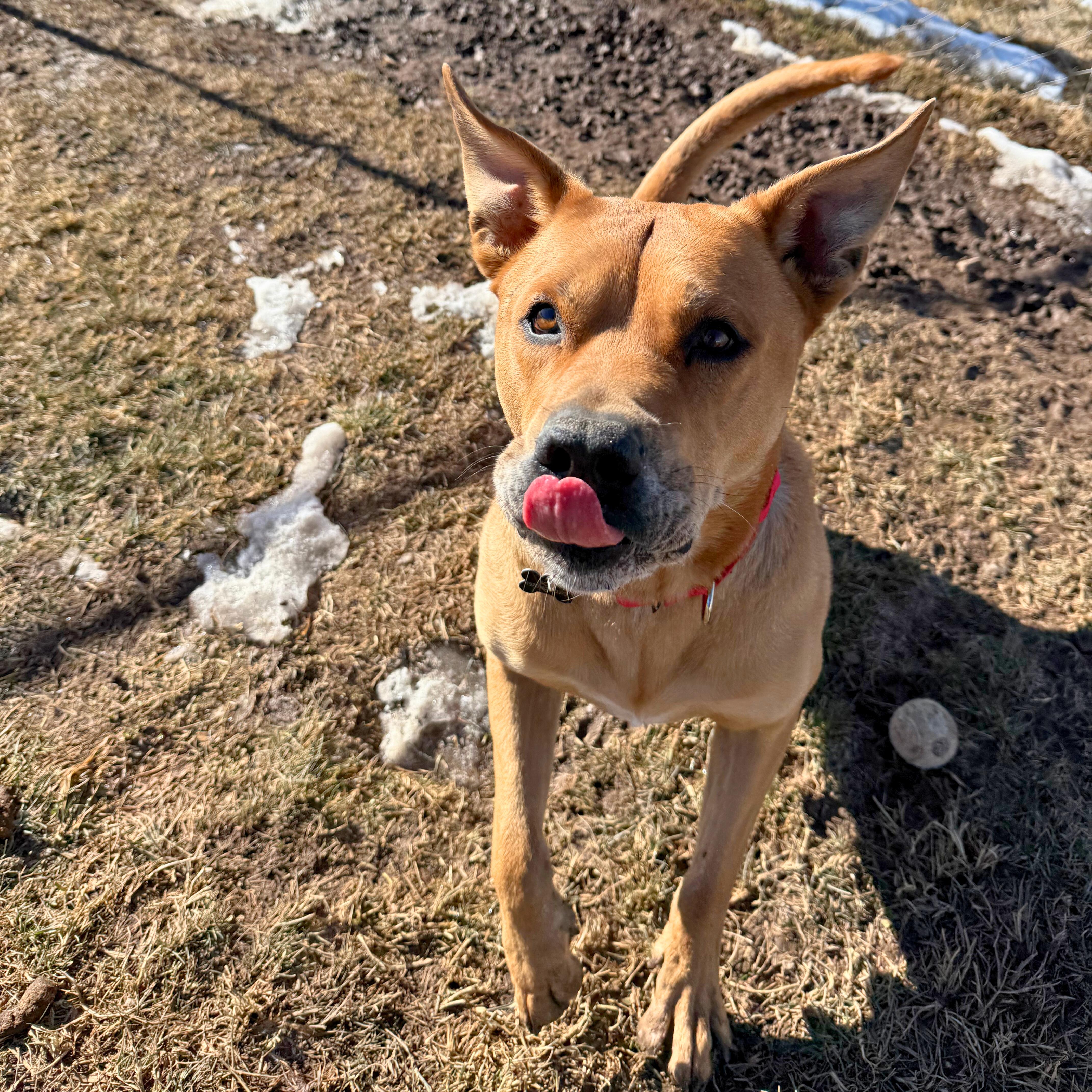 Enlarge Rocko , a ADOPTABLE mixed breed in Ridgway, CO image 3/6