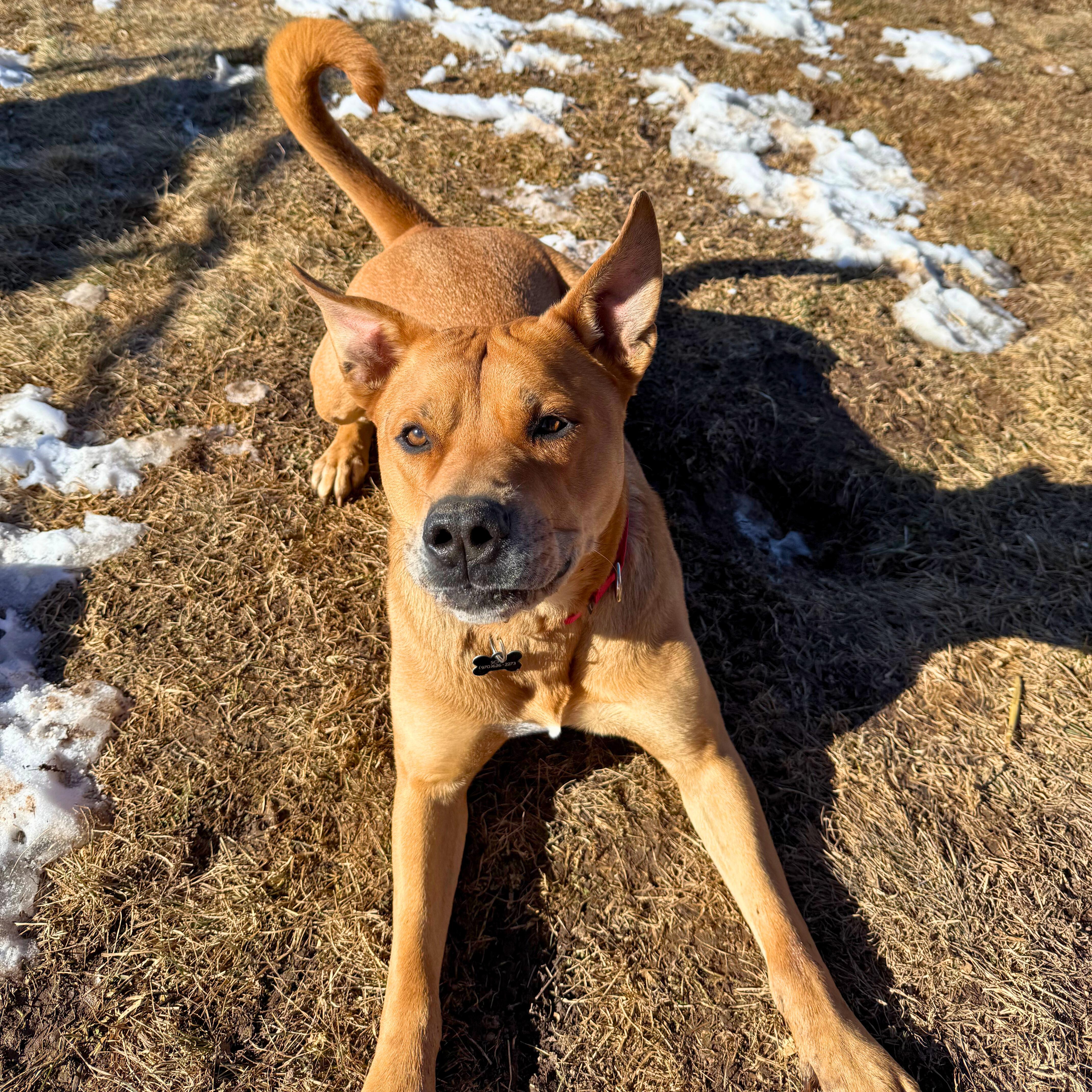 Enlarge Rocko , a ADOPTABLE mixed breed in Ridgway, CO image 1/6