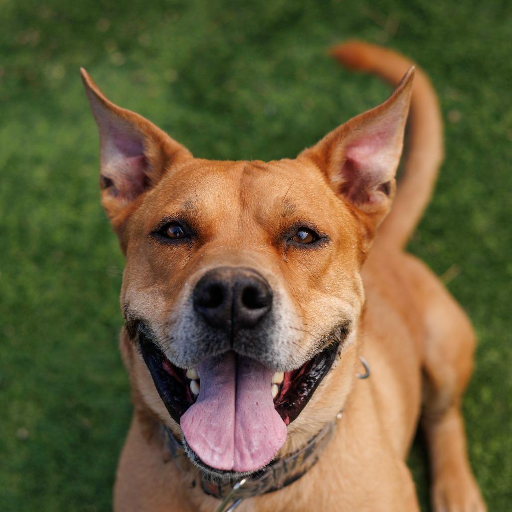 Enlarge Rocko , a ADOPTABLE mixed breed in Ridgway, CO image 2/6