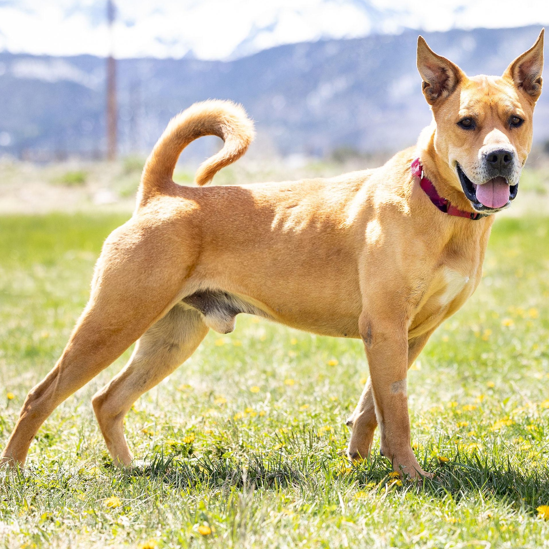 Enlarge Rocko , a ADOPTABLE mixed breed in Ridgway, CO image 6/6