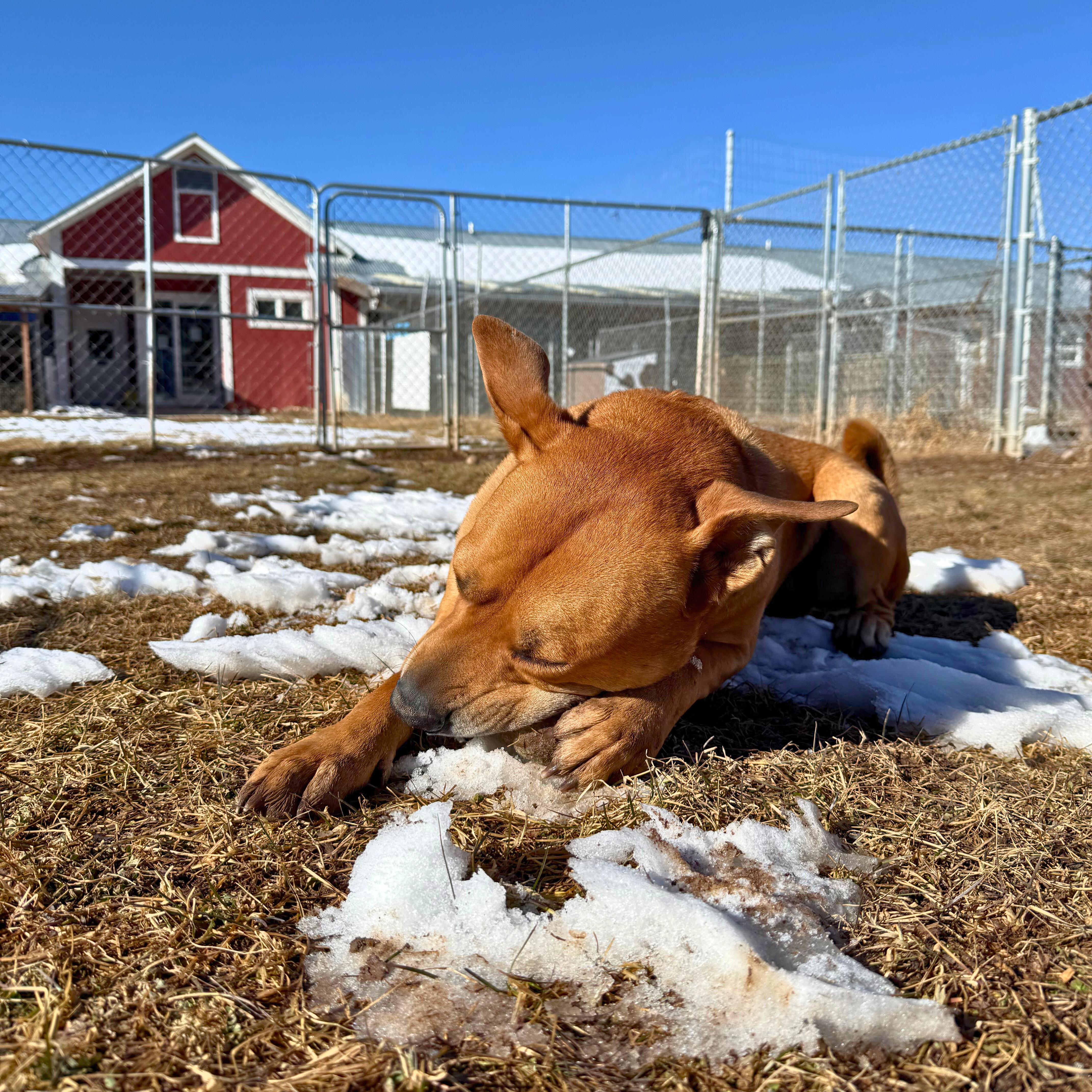 Enlarge Rocko , a ADOPTABLE mixed breed in Ridgway, CO image 5/6
