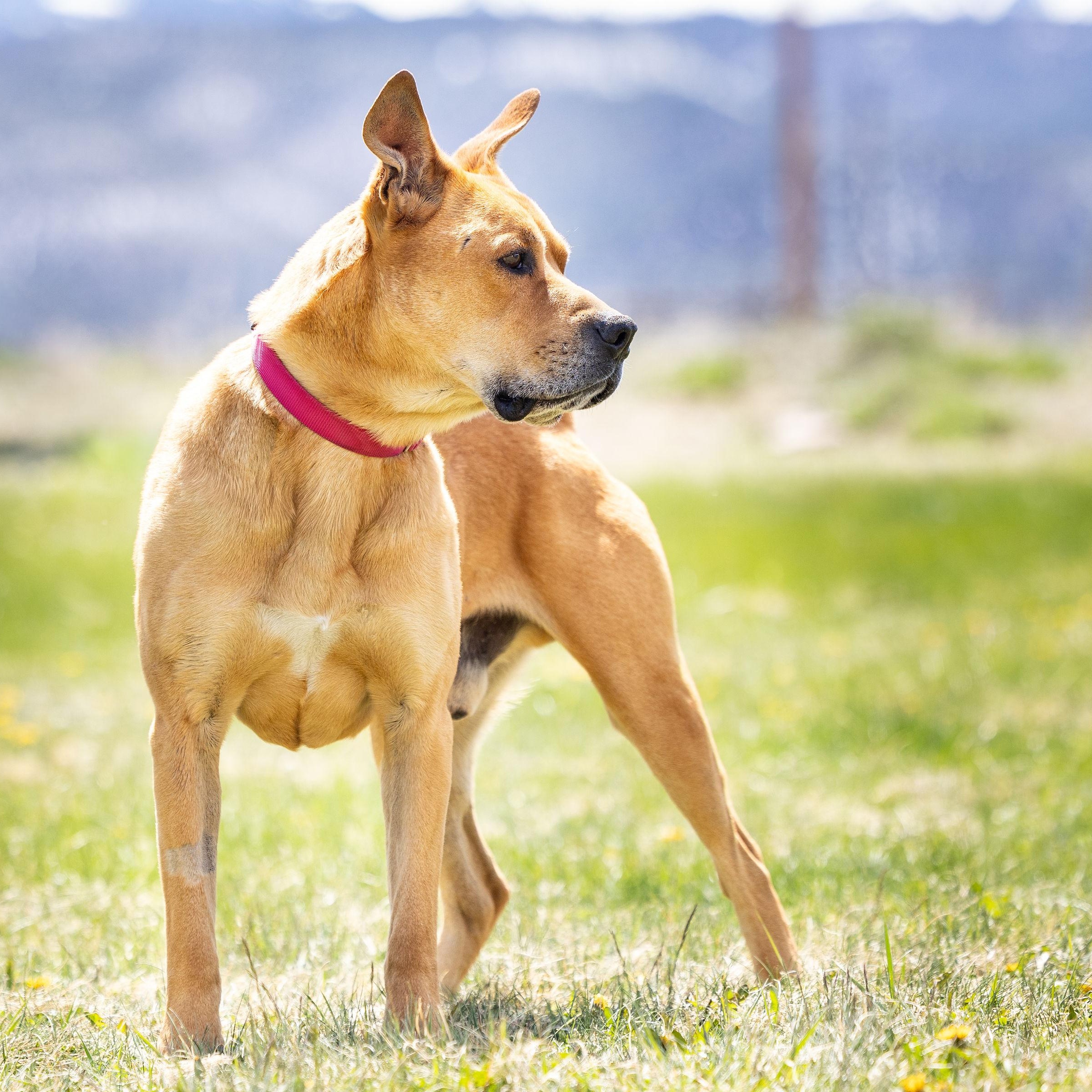 Enlarge Rocko , a ADOPTABLE mixed breed in Ridgway, CO image 5/6