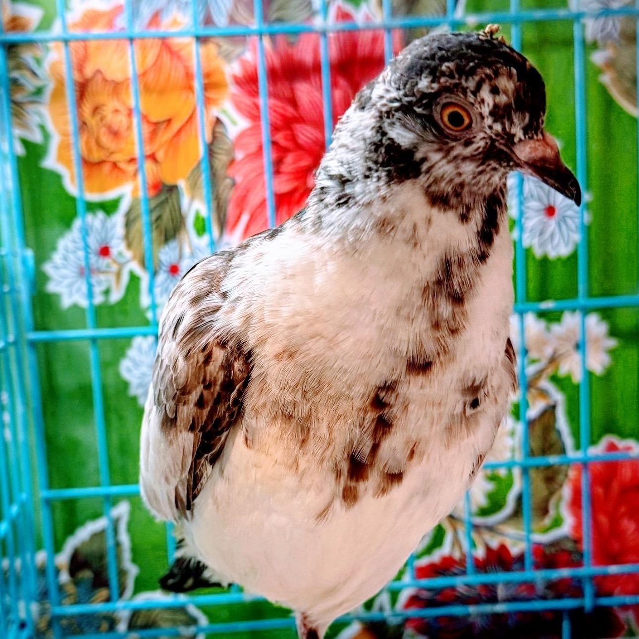 Pumpernickel, Young Unknown unknown