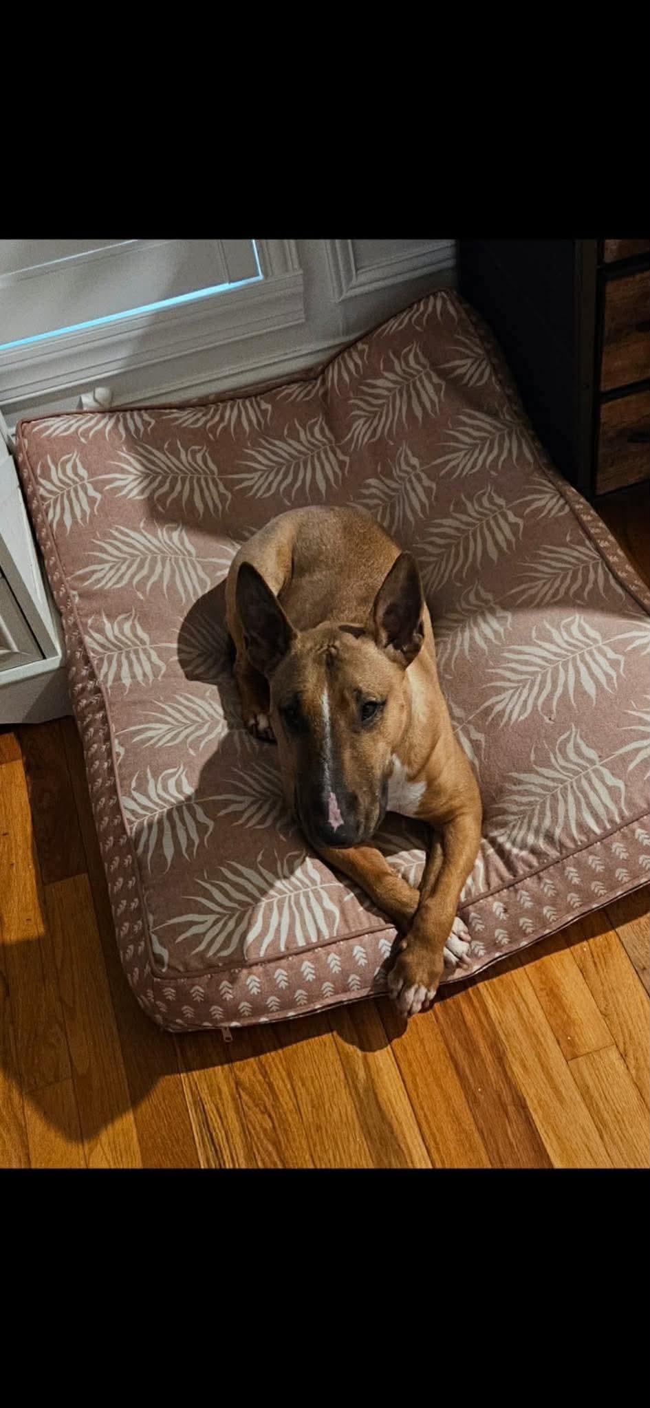 Roxy - Courtesy Post, a ADOPTABLE mixed breed in Albany, NY image 4/6