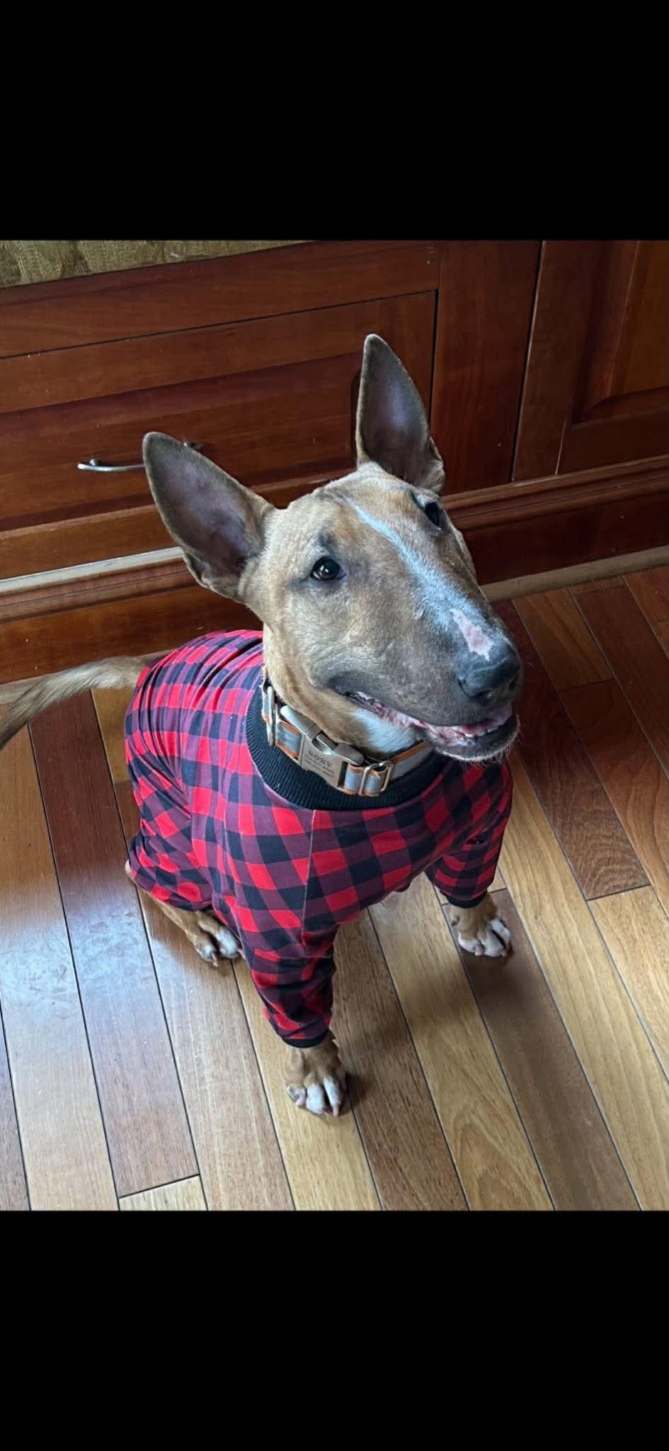 Roxy - Courtesy Post, ADOPTABLE, Adult Female Bull Terrier.