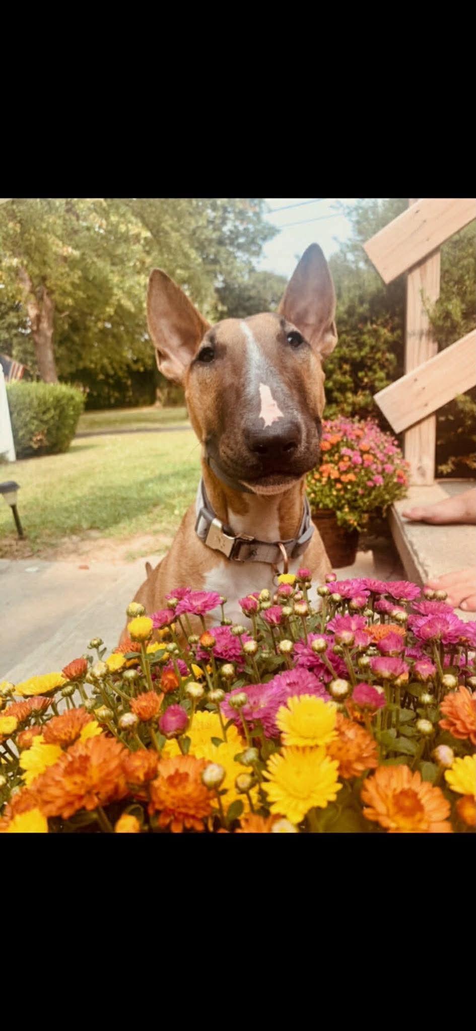 Roxy - Courtesy Post, a ADOPTABLE mixed breed in Albany, NY image 6/6