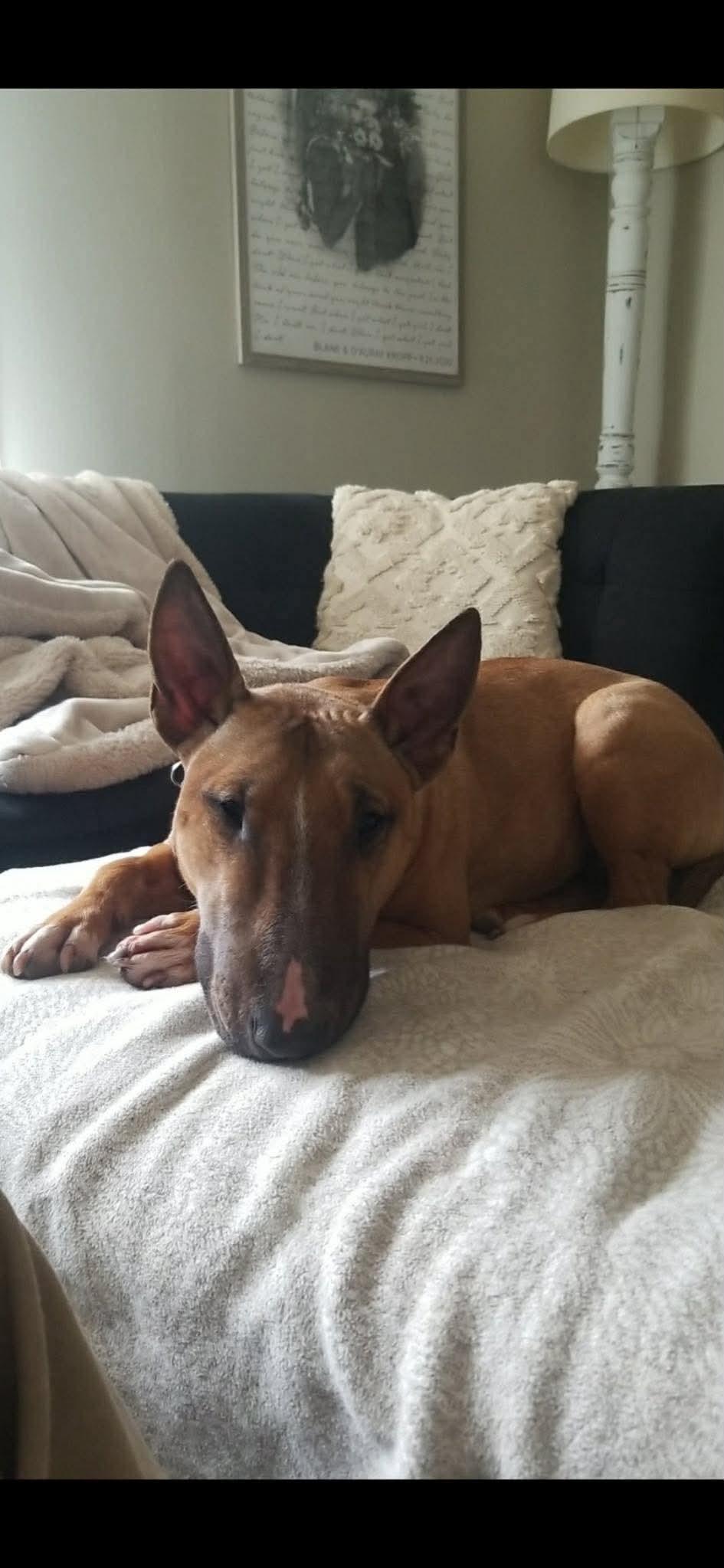 Roxy - Courtesy Post, a ADOPTABLE mixed breed in Albany, NY image 2/6