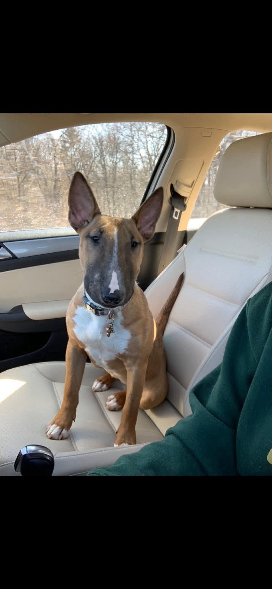 Roxy - Courtesy Post, a ADOPTABLE mixed breed in Albany, NY image 5/6