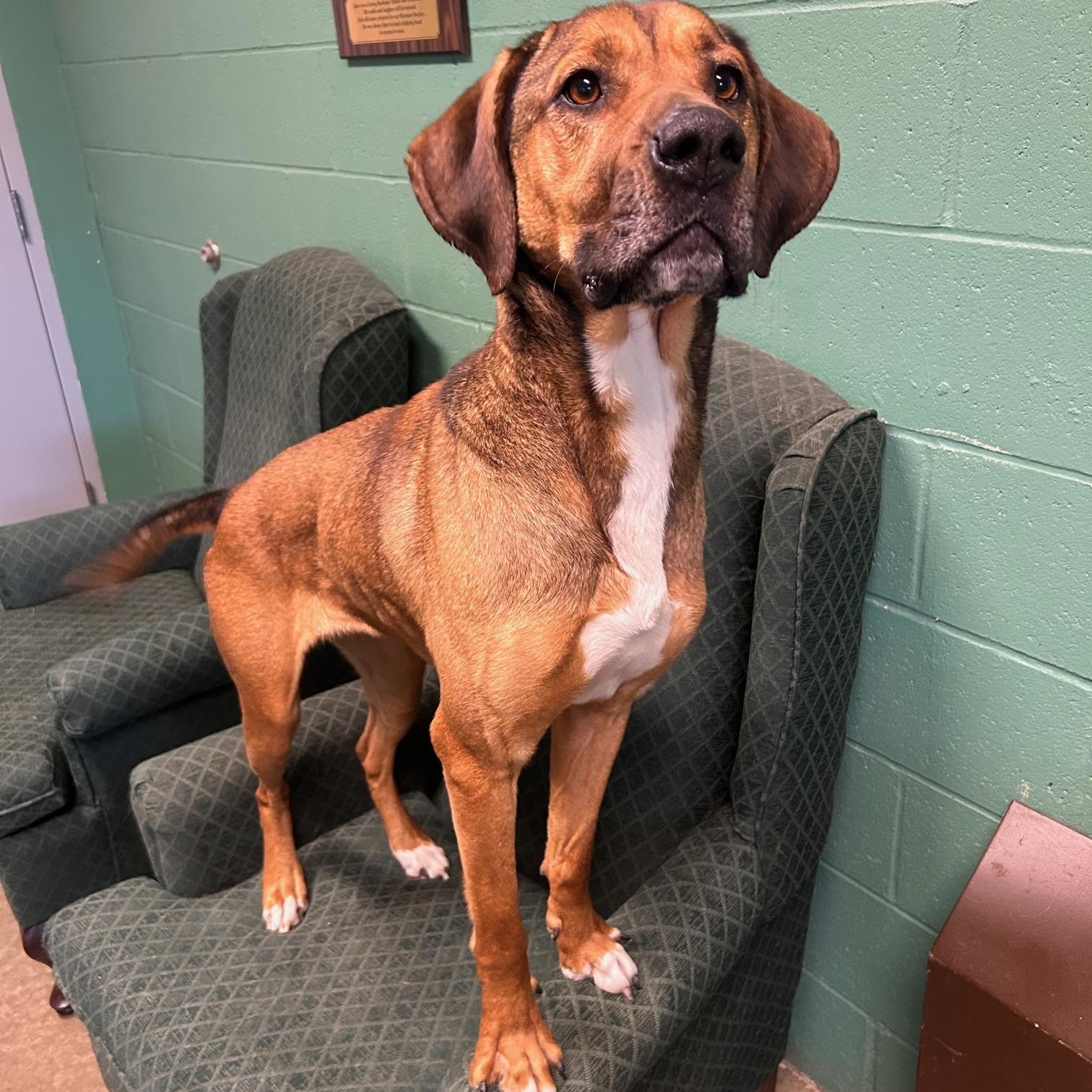 Charlotte, Adult Female Hound