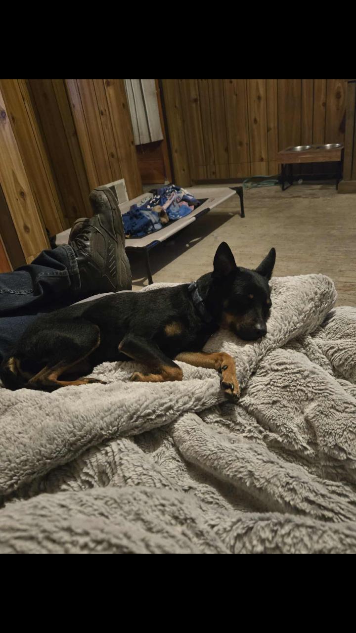 Enlarge Kane, a ADOPTABLE mixed breed in Natrona Heights, PA image 2/5