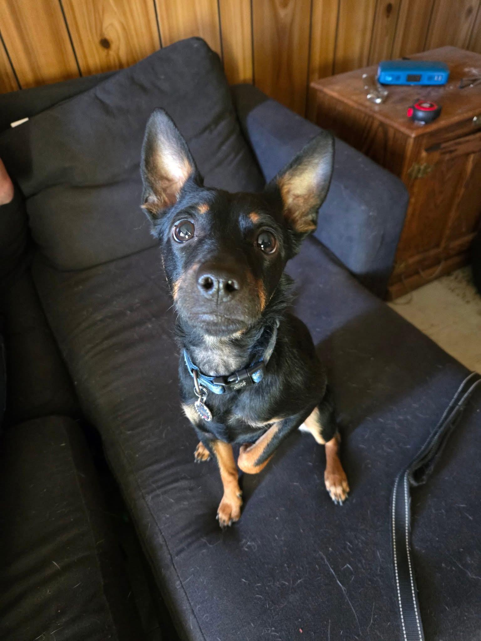 Enlarge Kane, a ADOPTABLE mixed breed in Natrona Heights, PA image 4/5