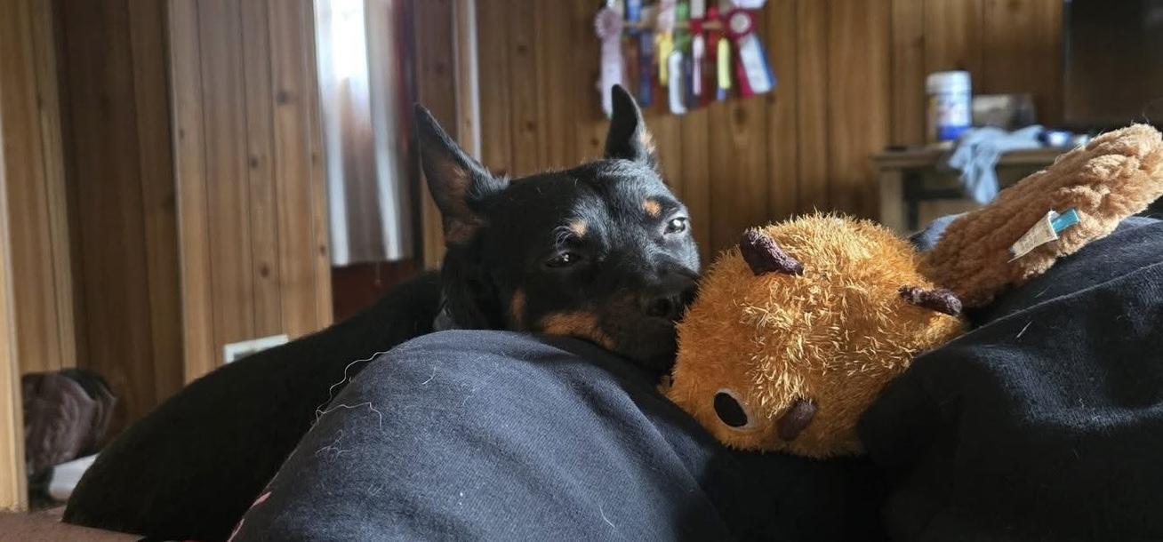 Enlarge Kane, a ADOPTABLE mixed breed in Natrona Heights, PA image 3/5