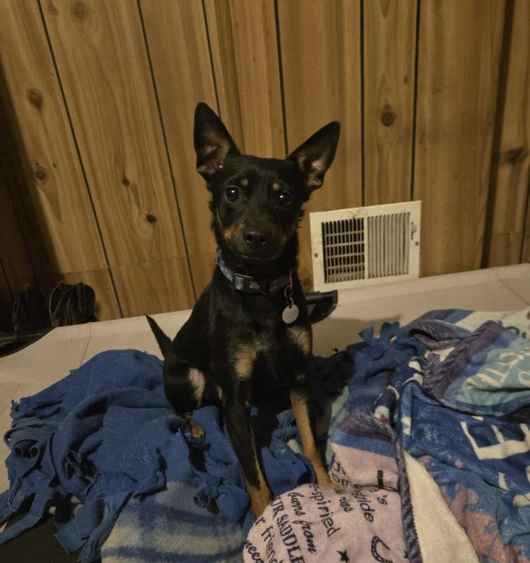 Kane, ADOPTABLE, Young Male Miniature Pinscher.