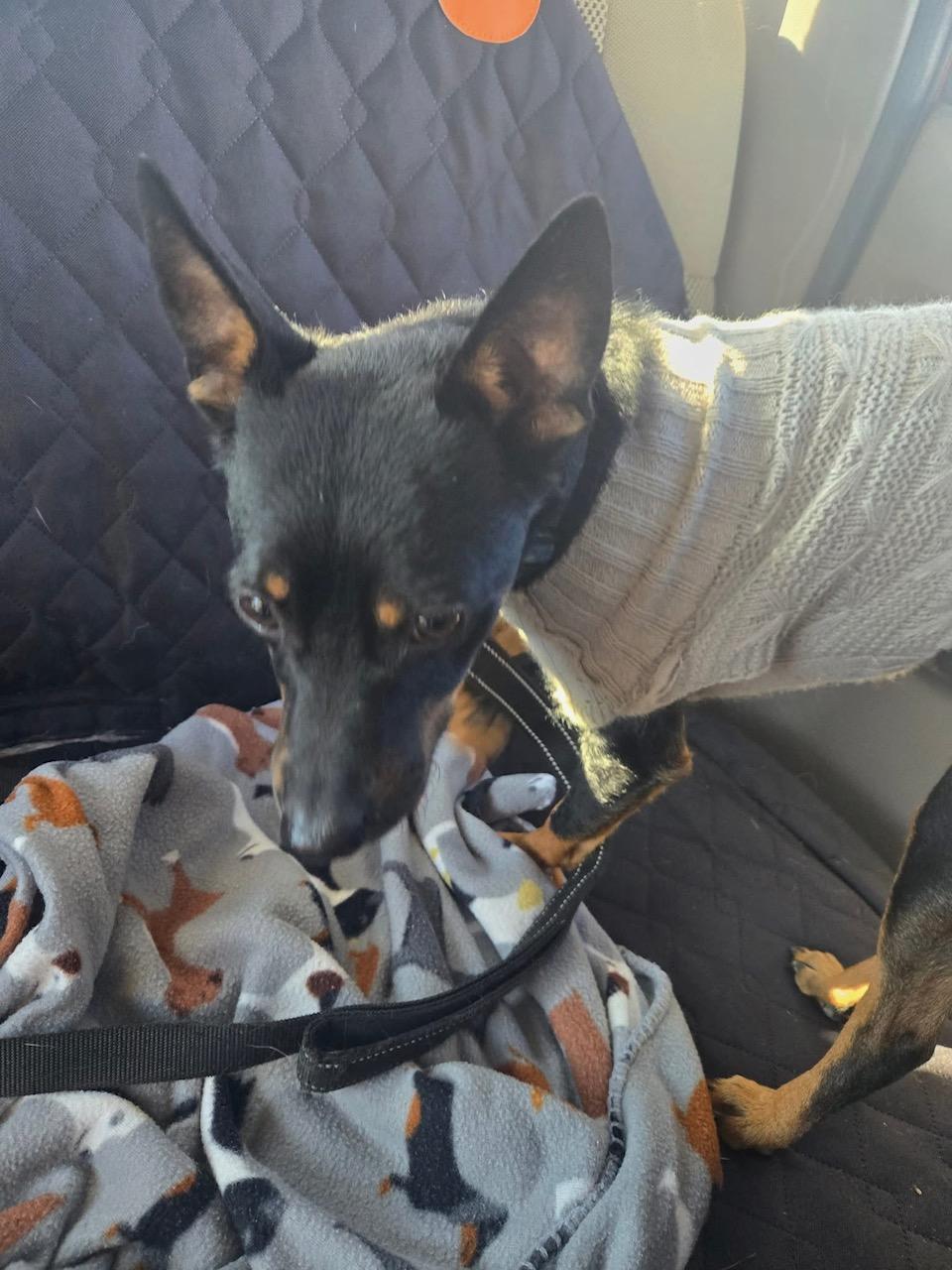 Enlarge Kane, a ADOPTABLE mixed breed in Natrona Heights, PA image 5/5