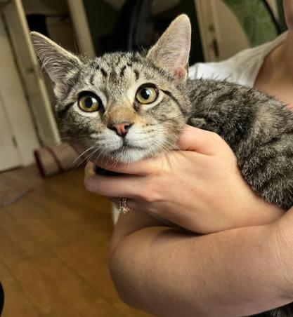 Enlarge Julien, a ADOPTABLE Domestic Short Hair in Johnstown, PA image 1/1