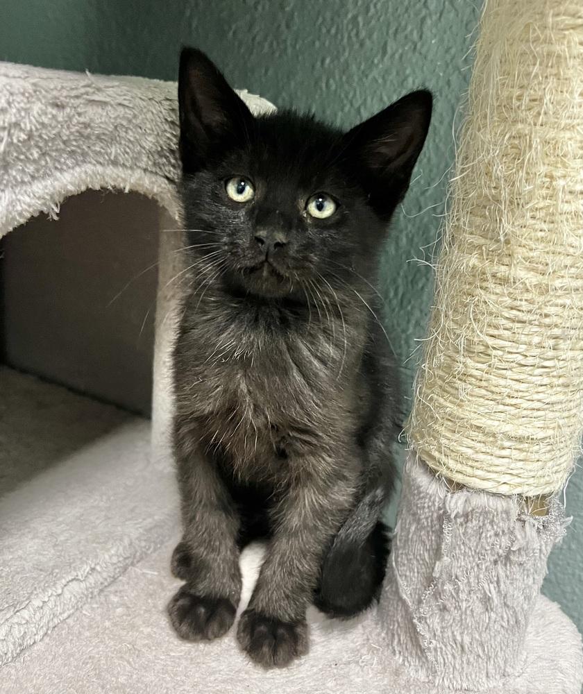 Finch, Adoptable, Kitten Male Domestic Medium Hair.
