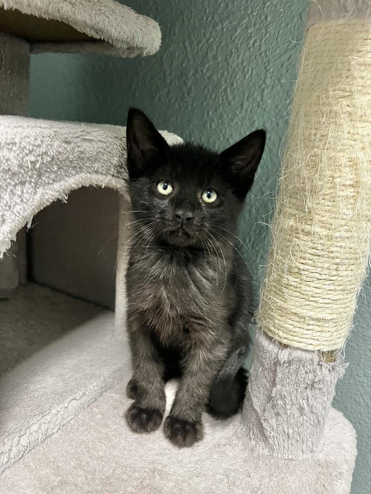 Enlarge Finch, a Adoptable mixed breed in Jamestown, CA image 2/2