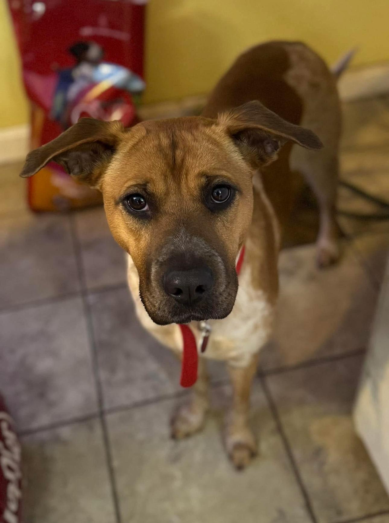 Ruby, an adoptable Mixed Breed in Vassalboro, ME, 04989 | Photo Image 1