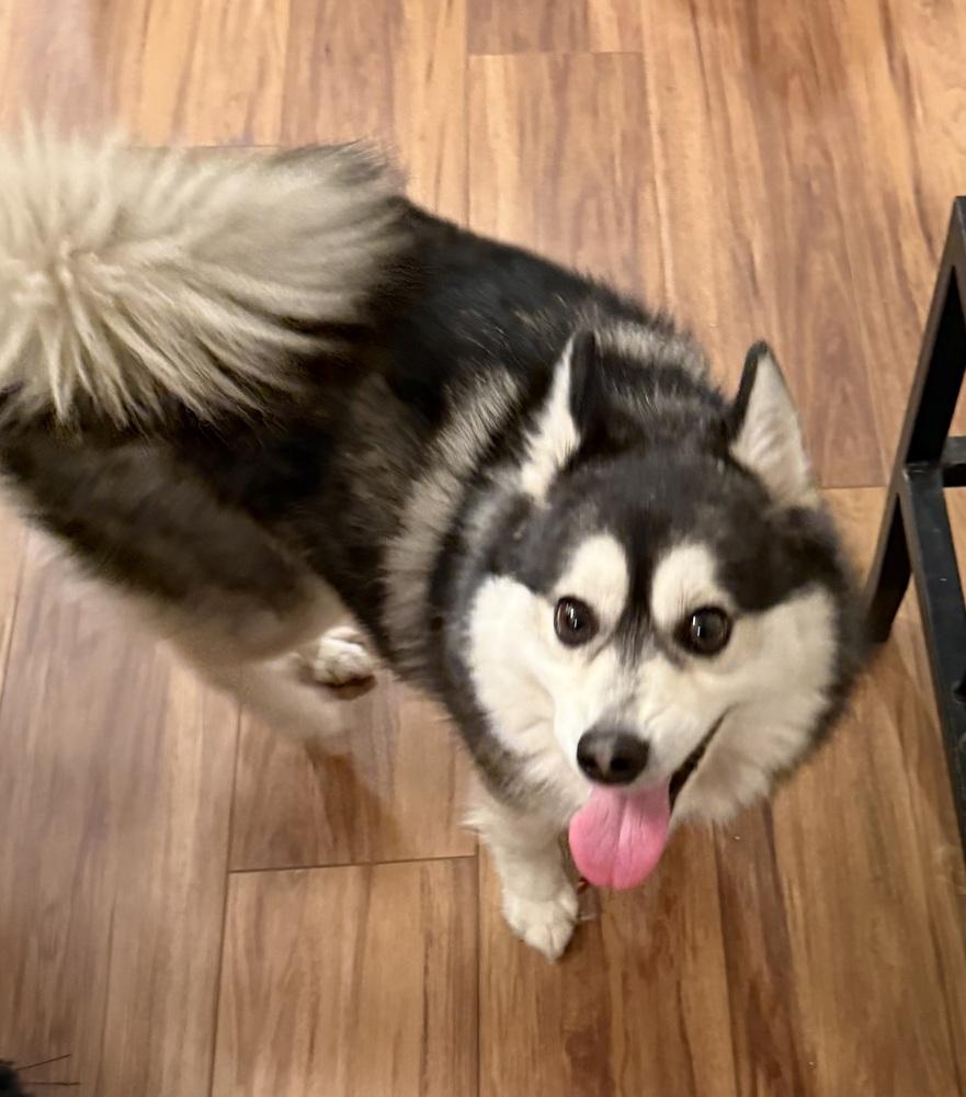 Rocket, Adoptable, Adult Male Pomeranian & Husky.