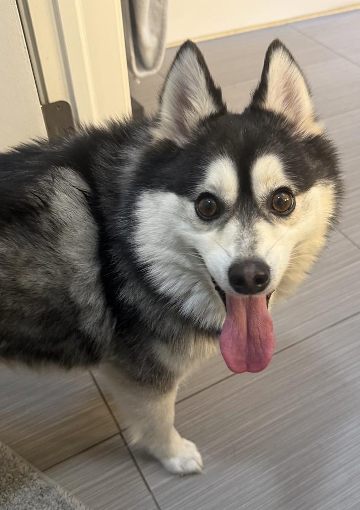 Enlarge Rocket, a Adoptable mixed breed in Mundelein, IL image 2/2