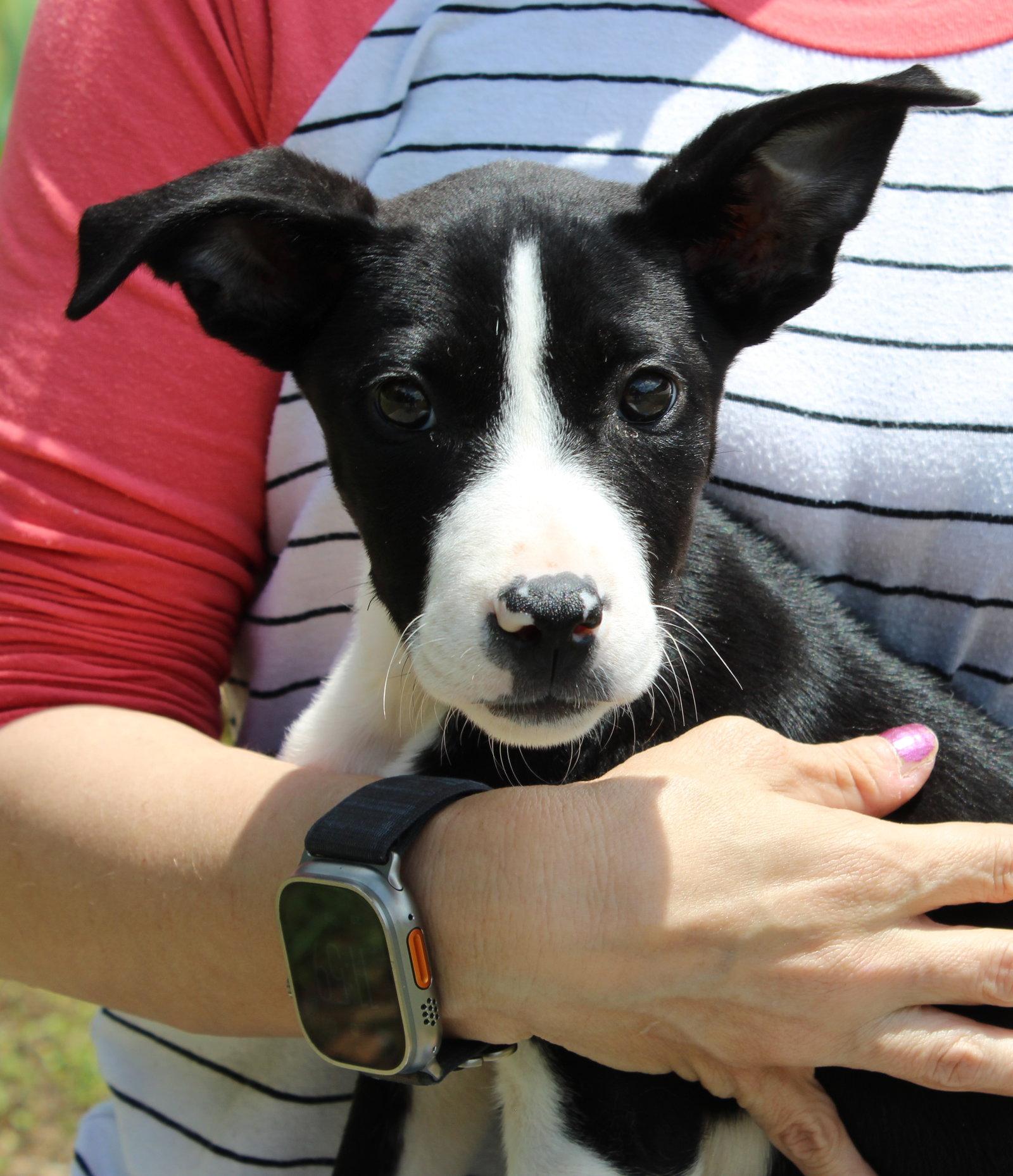 Oakley 43461, Adoptable, Puppy Female Terrier.