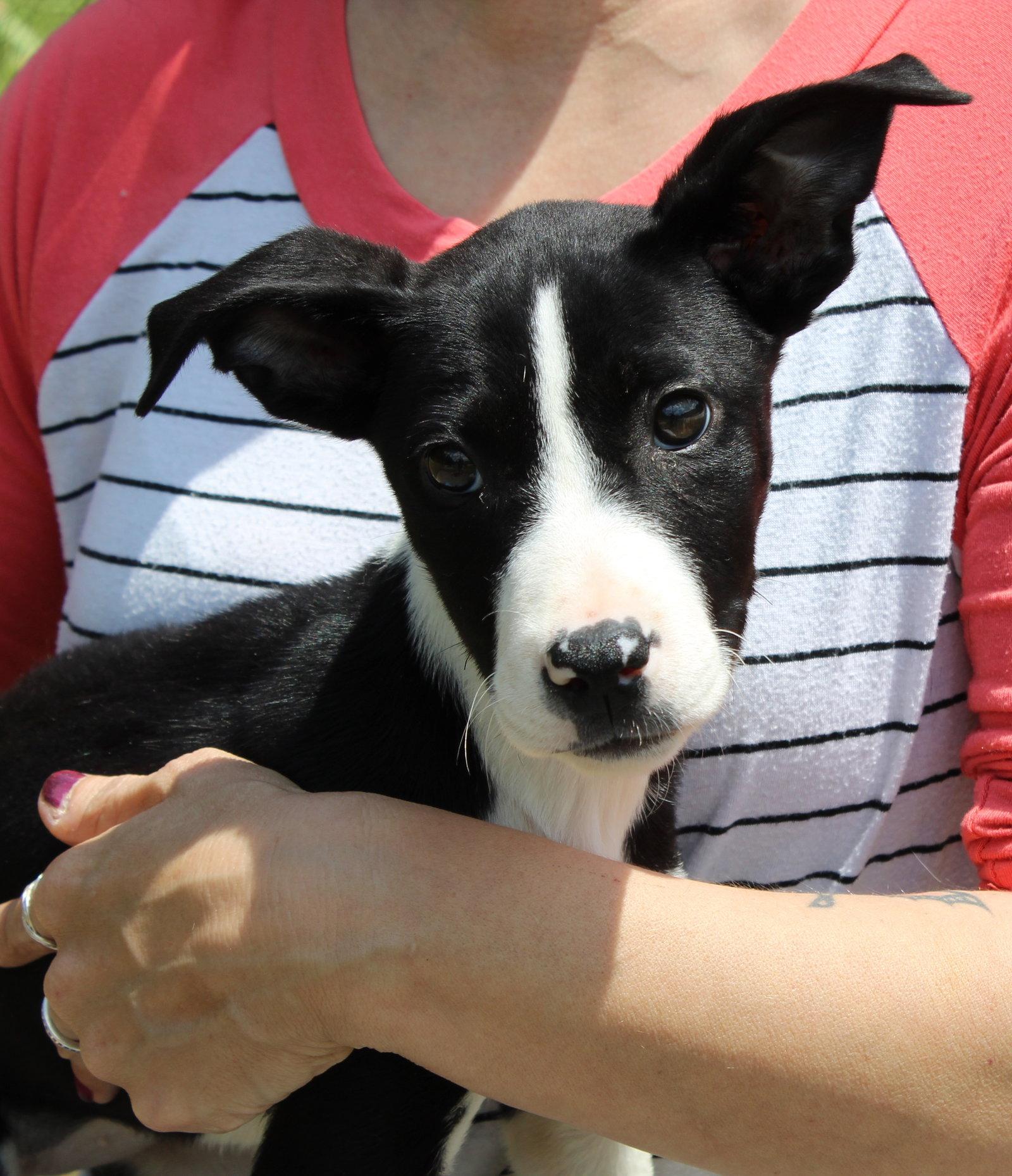 Oakley 43461, a Adoptable Terrier in Prattville, AL image 2/3