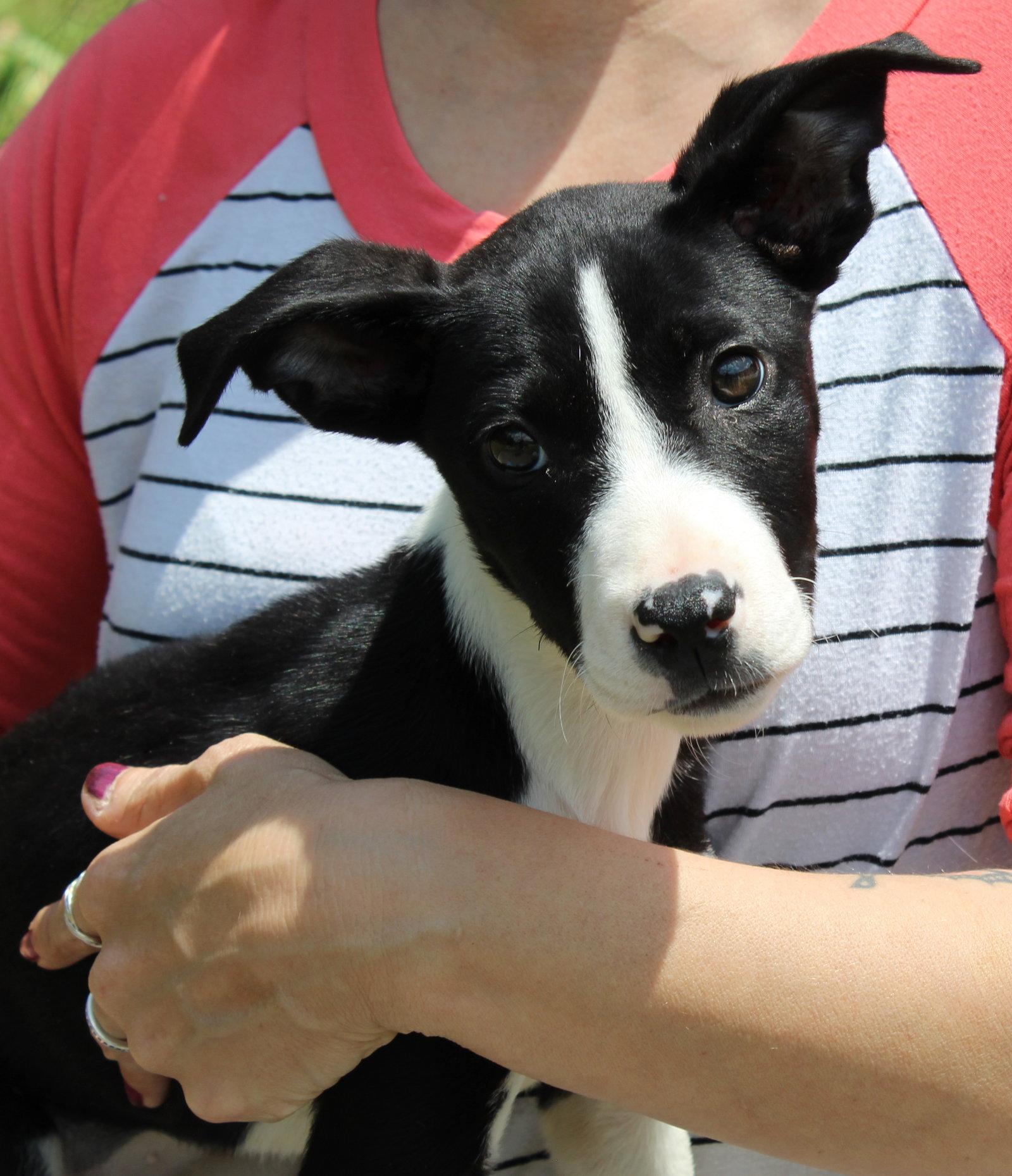 Oakley 43461, a Adoptable Terrier in Prattville, AL image 3/3