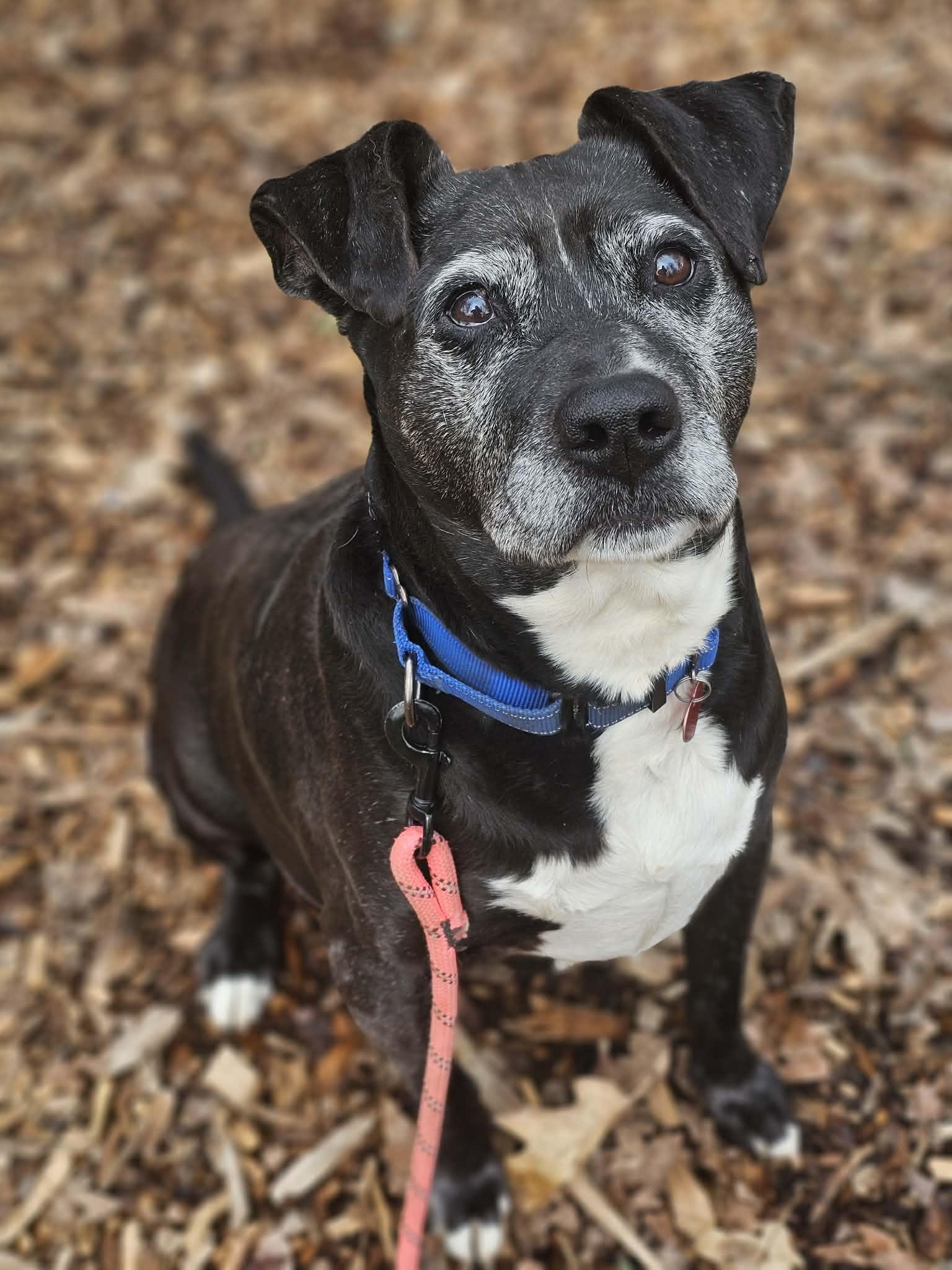 Enlarge Ernie, a ADOPTABLE mixed breed in Grants Pass, OR image 1/3