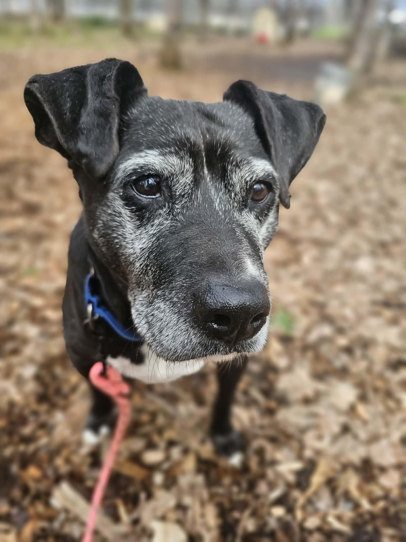 Enlarge Ernie, a ADOPTABLE mixed breed in Grants Pass, OR image 2/3