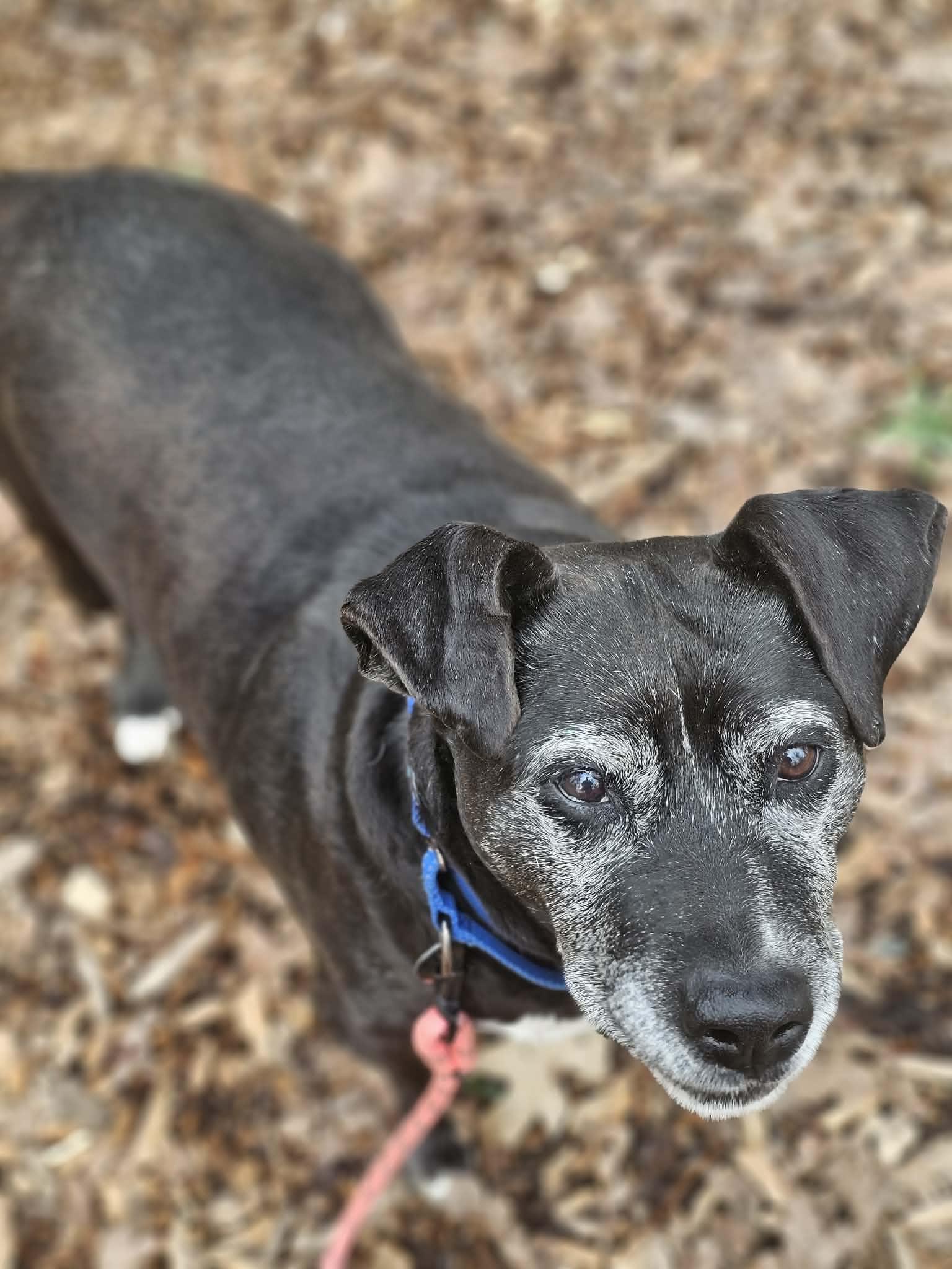 Enlarge Ernie, a ADOPTABLE mixed breed in Grants Pass, OR image 3/3